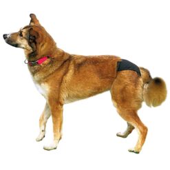 Alternative view of Culotte de prot.p.chiens 5,noir