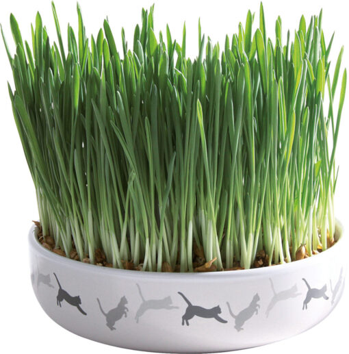 Ecuelle en céramique avec herbe à chats,, 50 g de graines