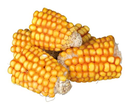 Morceaux d'épis demaïs 300gr