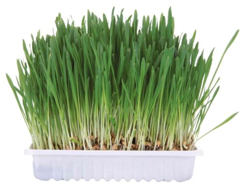 Nagergras, Schale 100gr