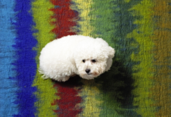 Alternative view of DDKC Tapis Multi Ombré, vert/rouge/bleu