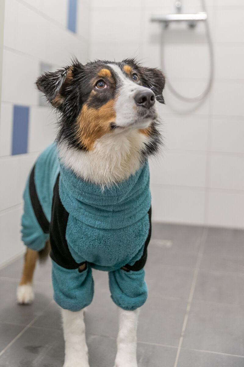 Combinaison pour chiens, tissu éponge, pétrole L: 62cm Combinaison pour chiens, tissu éponge, pétrole L: 62cm