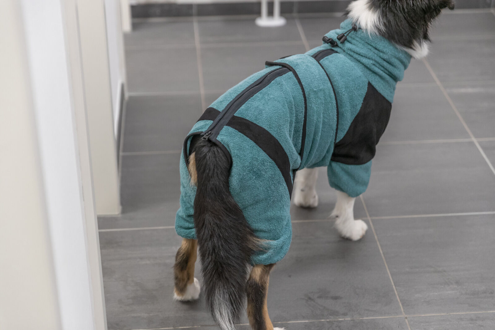 Combinaison pour chiens, tissu éponge, pétrole L: 62cm Combinaison pour chiens, tissu éponge, pétrole L: 62cm