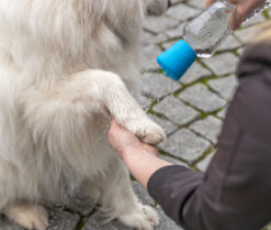 Alternative view of Mobile Hundedusche, ø 5×5,5cm, blau