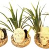 DEKO SKULL PLANTS