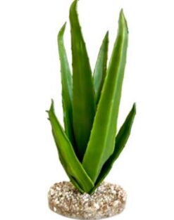 TERRA ALOE
