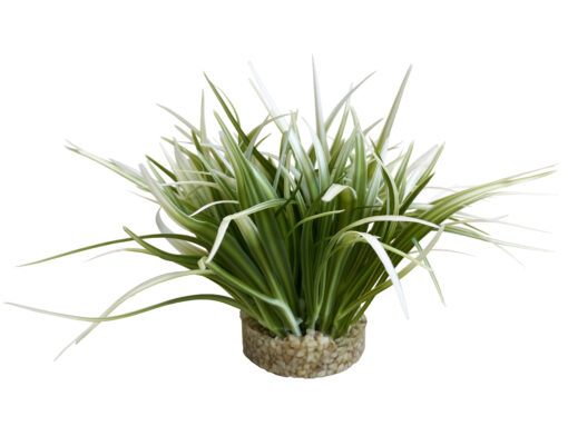OASIS 20cm