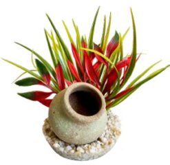 MINI JUG PLANT