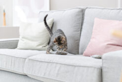 Kissen, Baumwolle, Baldrian, 7×9cm, diverse