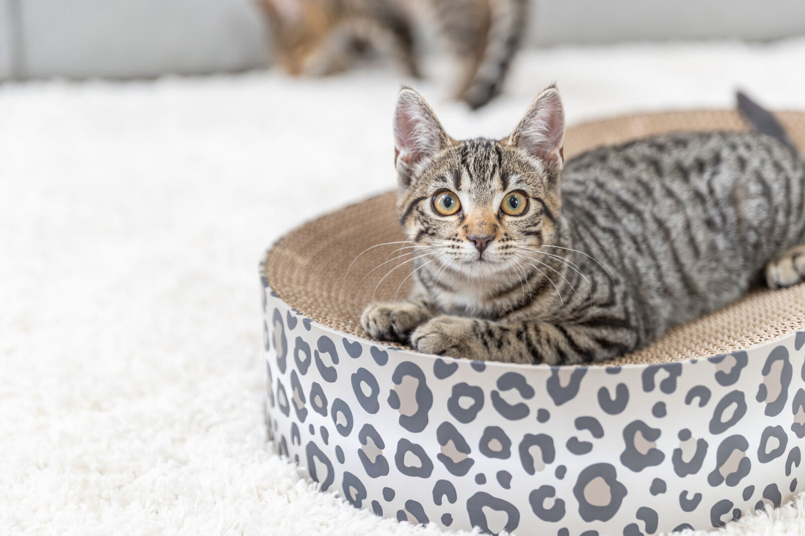 Lit griffoir Leo, carton, catnip, 63×10×35cm, crème Lit griffoir Leo, carton, catnip, 63×10×35cm, crème