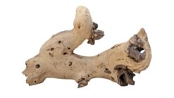 Mopaniholz - Mopani Wood