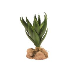 Alternative view of Green Aloe