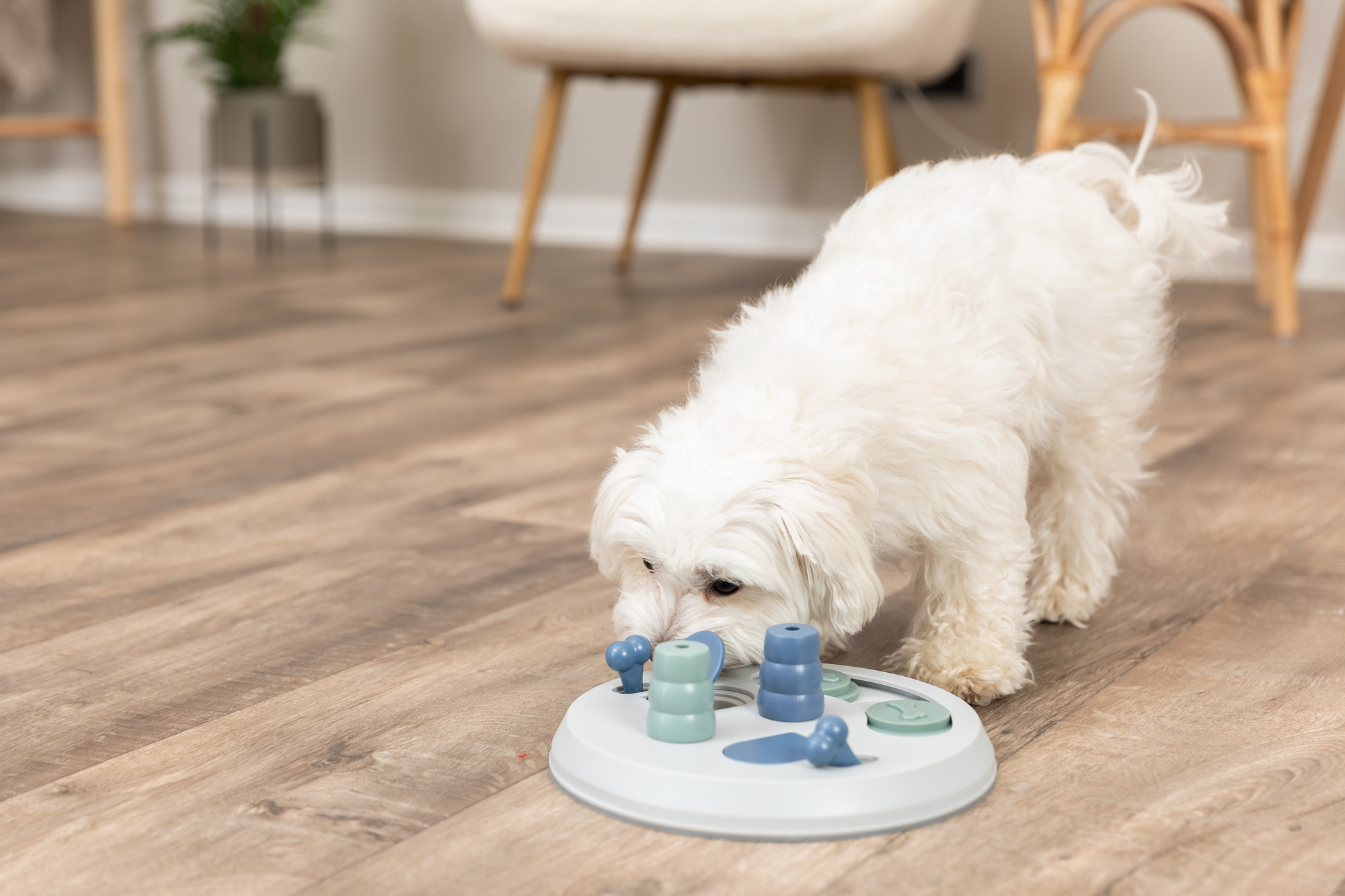 Dog Activity jeu de stratégie Mini Flip Board ø 23 cm Dog Activity jeu de stratégie Mini Flip Board ø 23 cm