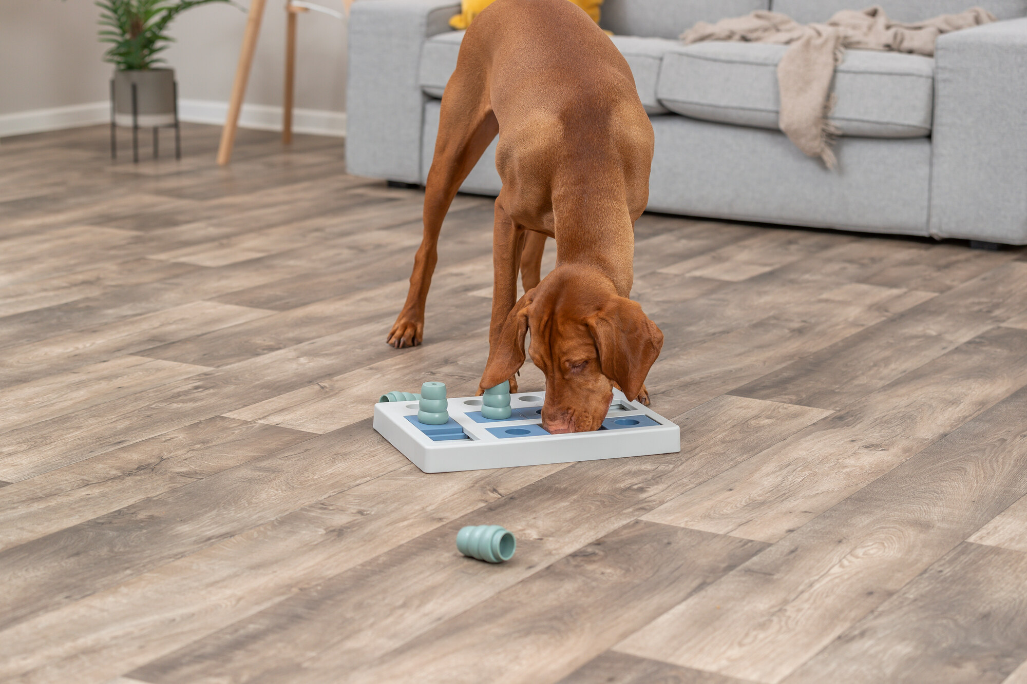 "Dog Activity Chess" 40x10x27cm "Dog Activity Chess" 40x10x27cm