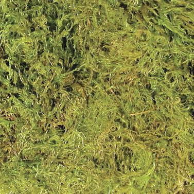 Terrarium Moss (Mini-Bale) Terrarium Moss (Mini-Bale)