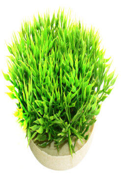 Green Moss