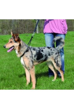 Easy Walk Service d'éduc.