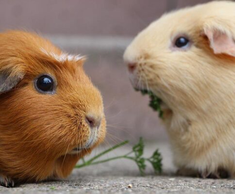 Nagetiere / Kaninchen
